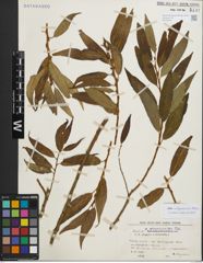 Foto von Salix fragilis L. x Salix triandra L.